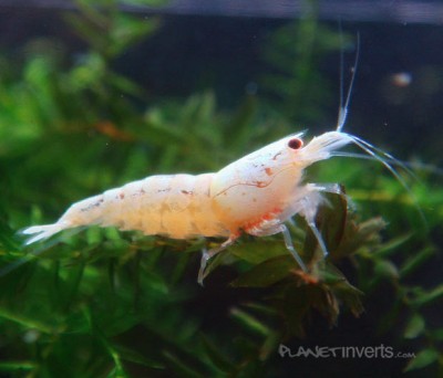 Фото Золотая пчела, золотой кристал Caridina cantonensis sp. Golden Bee  (photo#51290)