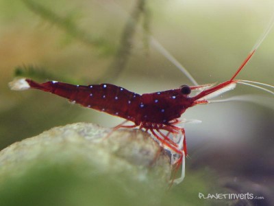 Фото Креветка кардинал, сулавесская креветка Caridina sp Cardinal  (photo#51296)