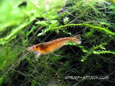 Фото Креветка Red Tupfel Caridina serrata sp. Red Tupfel  (photo#51298)