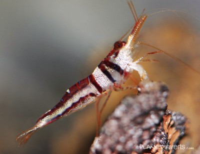 Фото Креветка арлекин, арлекин Harlequin Shrimp, Caridina cf. spongicola  (photo#51299)