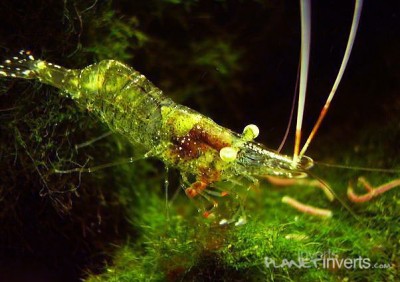 Фото Стеклянная креветка Palaemonetes paludosus, Ghost Shrimp, Glass Shrimp  (photo#51305)