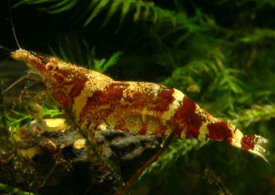 Фото Креветка ниндзя Ninja Shrimp, Caridina serratirostris, Christmas Shrimp  (photo#51308)