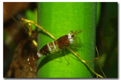 Фото Креветка шмель Caridina cf. breviata Hummel , Bumblebee Shrimp  (photo#51309)
