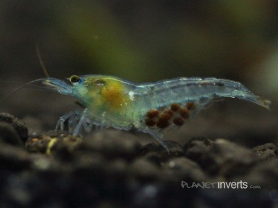Фото Синяя жемчужина Blue Pearl Shrimp, Neocaridina cf. zhangjiajiensis var. blue  (photo#51314)