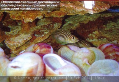 Фото Лампрологусы (photo#51560)