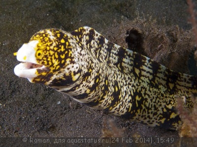 Фото Мурена снежная, мурена снежинка Echidna nebulosa  (photo#51723)