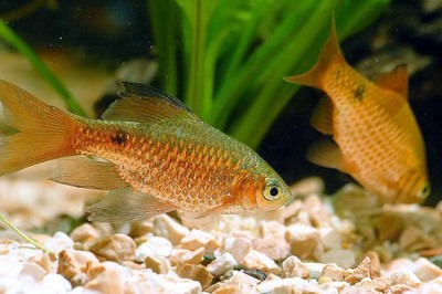 Фото Барбус огненный, или огненный пунтиус Barbus conchonius, Puntius conchonius  (photo#51884)