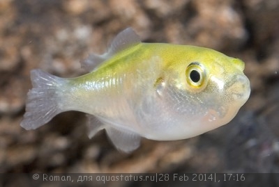 Фото Ксеноптерус Наритус Xenopterus naritus  (photo#51887)