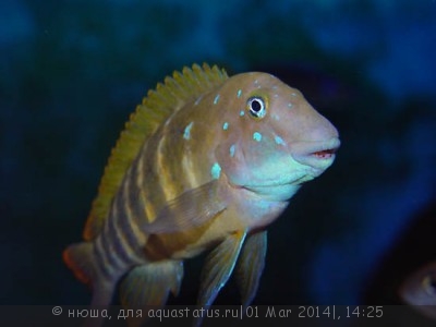 Фото Эретмодус цианостиктус Eretmodus cyanostictus  (photo#51909)