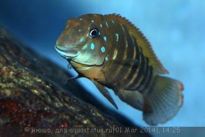 Фото Эретмодус цианостиктус Eretmodus cyanostictus  (photo#51910)