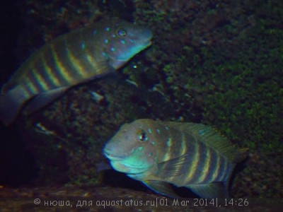 Фото Эретмодус цианостиктус Eretmodus cyanostictus  (photo#51912)