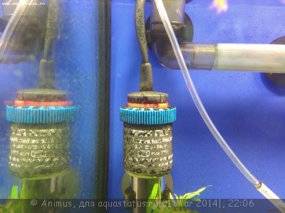 Определение водорослей в аквариуме