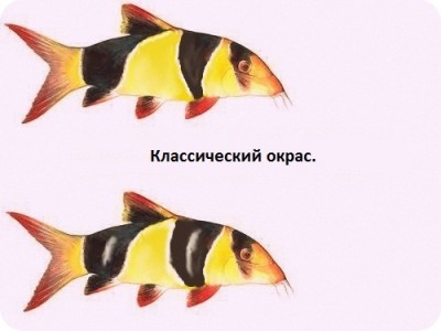 Фото Боция клоун, окрас. (photo#52006)