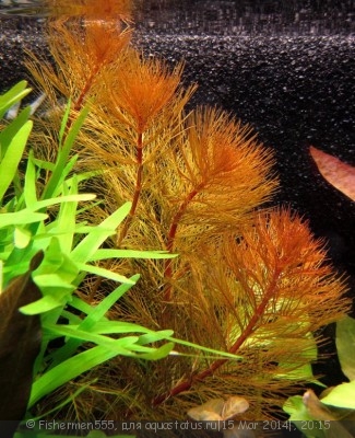 Фото Перестолистник клубеньковый, красный Myriophyllum tuberculatum  (photo#52479)