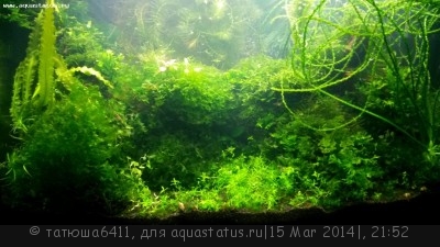 Фото Аквариум 60 литров татюша6411  (photo#52489)