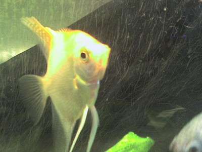 Во время лечения скалярий , зболели и гурами !
