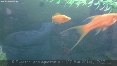 Меченосец с искривлением позвоночника