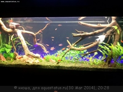 Фото Аквариумный фотоконкурс 6 (photo#53250)