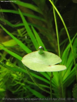 Фото Болотноцветник Nymphoides humboldtiana  (photo#53978)