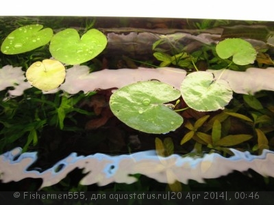 Фото Болотноцветник Nymphoides humboldtiana  (photo#53979)