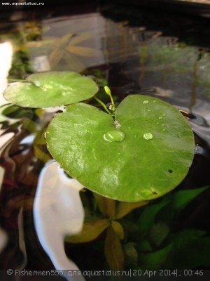 Фото Болотноцветник Nymphoides humboldtiana  (photo#53980)