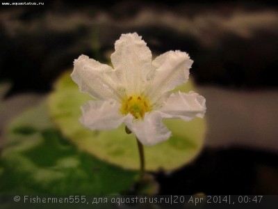 Фото Болотноцветник Nymphoides humboldtiana  (photo#53982)