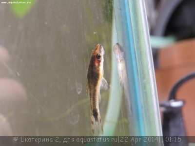 Фото Чем болеют отоцинклюсы? (photo#54003)