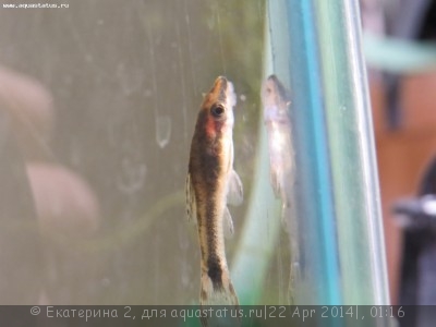 Фото Чем болеют отоцинклюсы? (photo#54004)