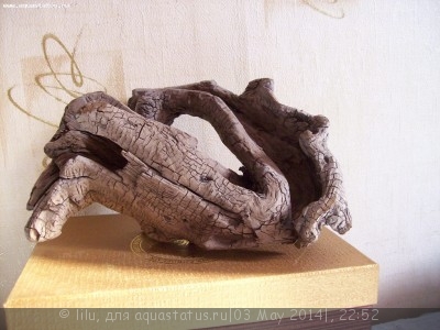 Коряга в аквариуме