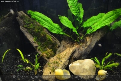 Фото Нано аквариум 6 литров Chromis  (photo#54631)