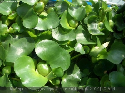 Эйхорния, водяной геацинт (Eichhornia crassipes)