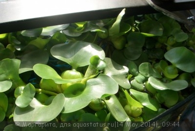 Эйхорния, водяной геацинт (Eichhornia crassipes)