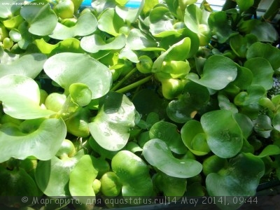 Эйхорния, водяной геацинт (Eichhornia crassipes)