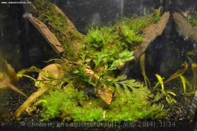 Нано аквариум 6 литров (Chromis)