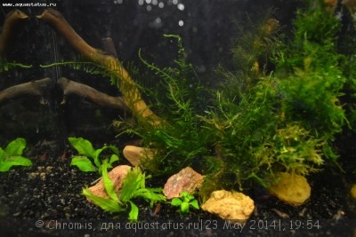 Нано аквариум 6 литров (Chromis)