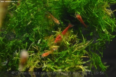 Нано аквариум 6 литров (Chromis)