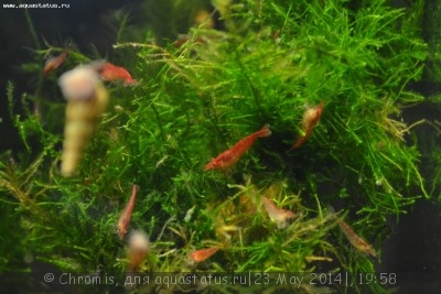 Нано аквариум 6 литров (Chromis)