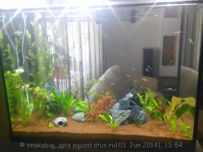 Фото Сквозной аквариум 230 литров snakebig  (photo#55421)