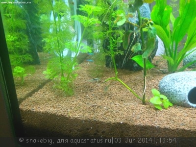 Фото Сквозной аквариум 230 литров snakebig  (photo#55423)