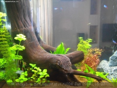 Фото Сквозной аквариум 230 литров snakebig  (photo#55448)