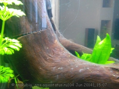 Фото Сквозной аквариум 230 литров snakebig  (photo#55449)