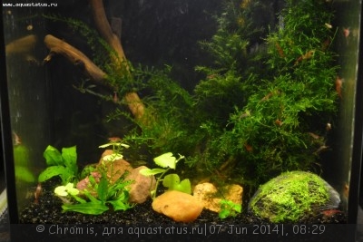 Нано аквариум 6 литров (Chromis)