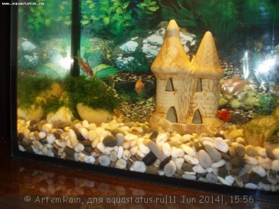 Фото Мой аквариум Учебник 20 литров ArtemRain  (photo#55679)