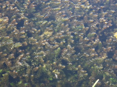 Фото Растения из местных водоемов в аквариуме (photo#55733)