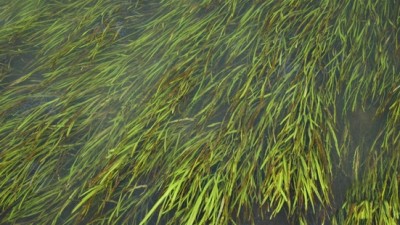 Фото Растения из местных водоемов в аквариуме (photo#55734)