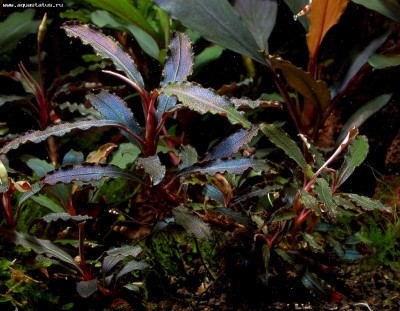 Фото Буцефаландра Bucephalandra sp. kedagang  (photo#55741)