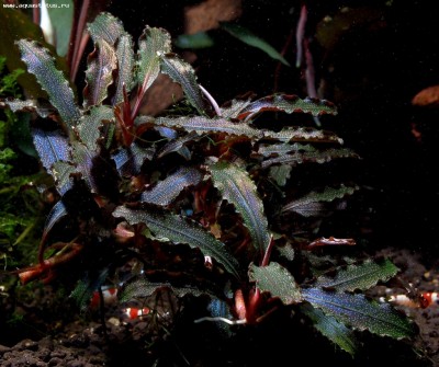 Фото Буцефаландра Bucephalandra sp. kedagang  (photo#55742)