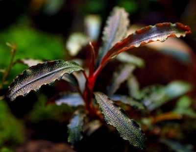 Фото Буцефаландра Bucephalandra sp. kedagang  (photo#55744)