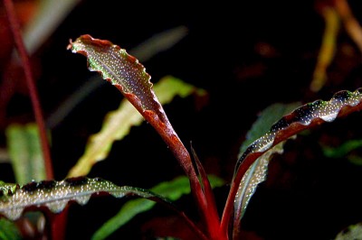 Фото Буцефаландра Bucephalandra sp. kedagang  (photo#55745)