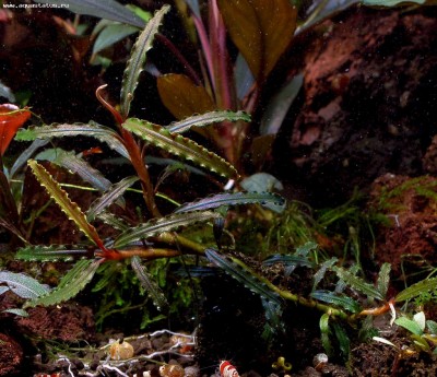 Фото Буцефаландра Bucephalandra sp. Kayu Lapis 1  (photo#55746)
